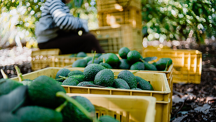 Avocado market expansion fuels criminal infiltration
