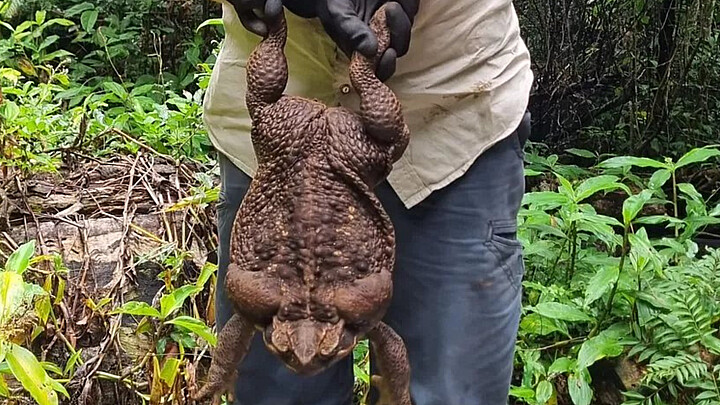 Sapo de caña, también conocido como sapo gigante, que pesa 2,7 kilos