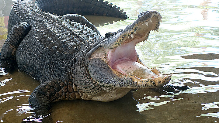 Alligator in the Florida Everglades National Park