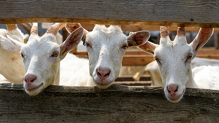 Stock image of cute white goats