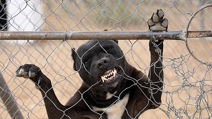 Niña de seis años atacada por pitbull nunca más podrá sonreír
