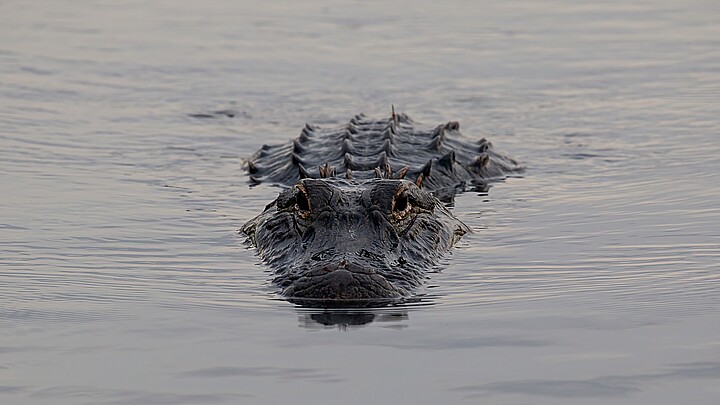 Alligator