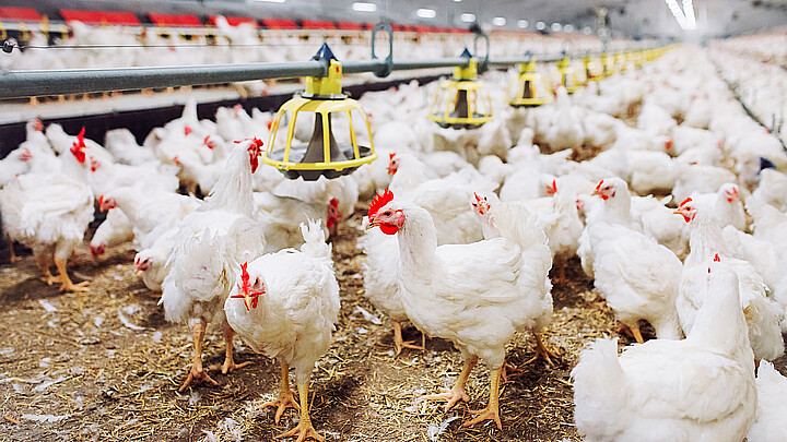 Indoors chicken farm, chicken feeding