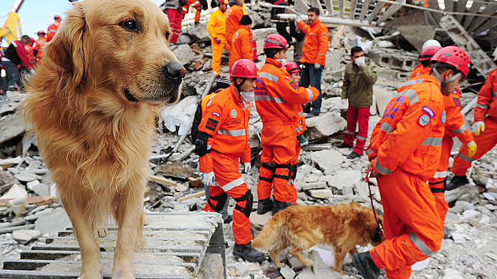 Equipos de rescate buscan a las víctimas del seísmo con la ayuda de perros de salvamento