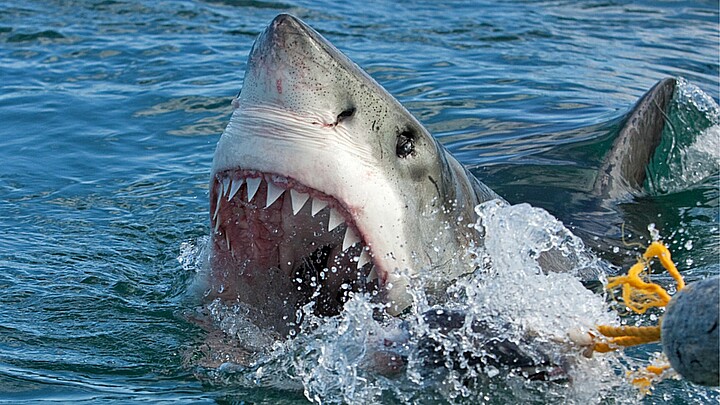 Ataque de tiburón