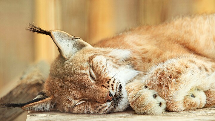 Stock image of sleeping bobcat
