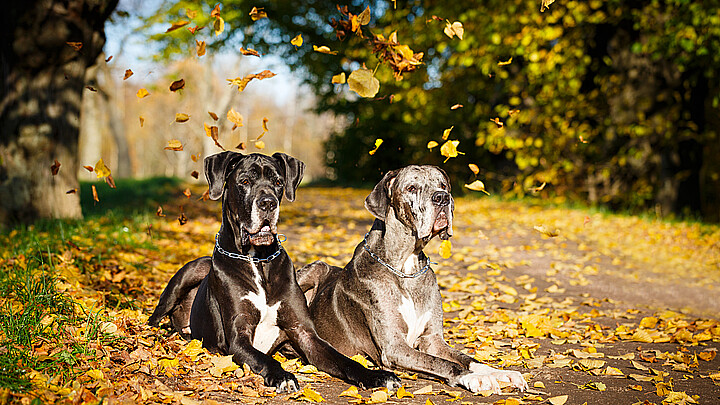 Madre es asesinada trágicamente por los dos gran daneses de un vecino mientras los alimentaba
