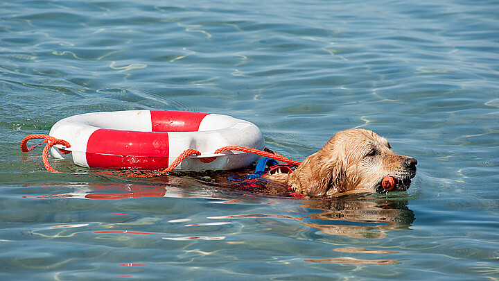 Stock photo of canine rescued at sea