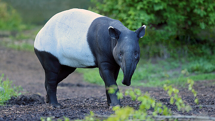 Tapir