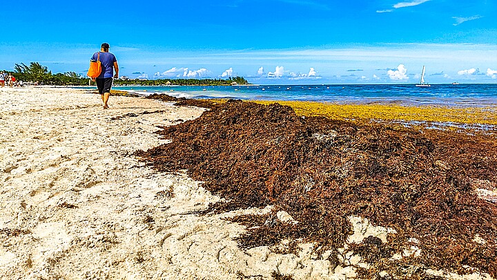 Sargassum