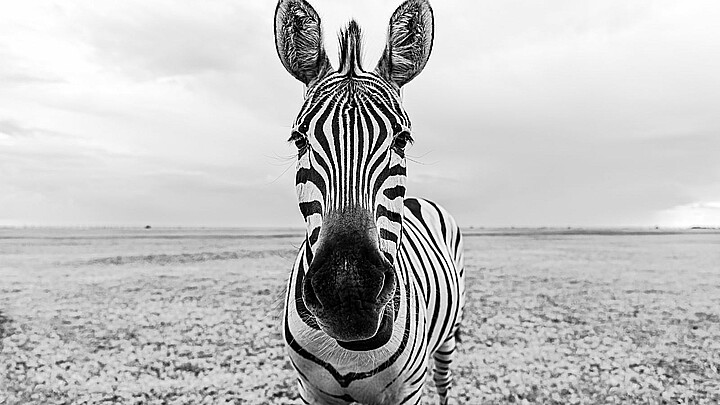 ¡Una cebra se escapa de zoológico en Seúl!