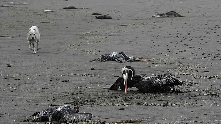 Pelícanos y otras aves marinas yacen muertas