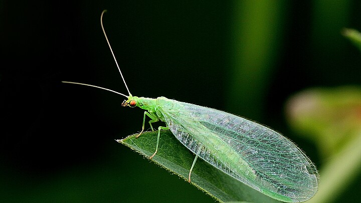 Lacewing