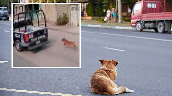 Imagen captada de un presunto maltrato animal