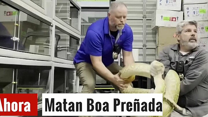 Matan Boa Preñada