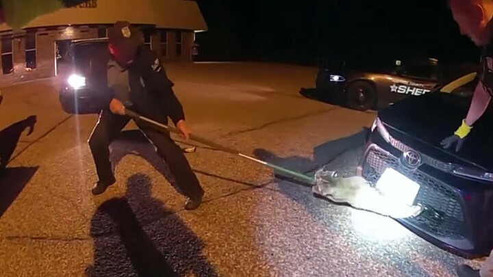 sacan gato montés de un auto