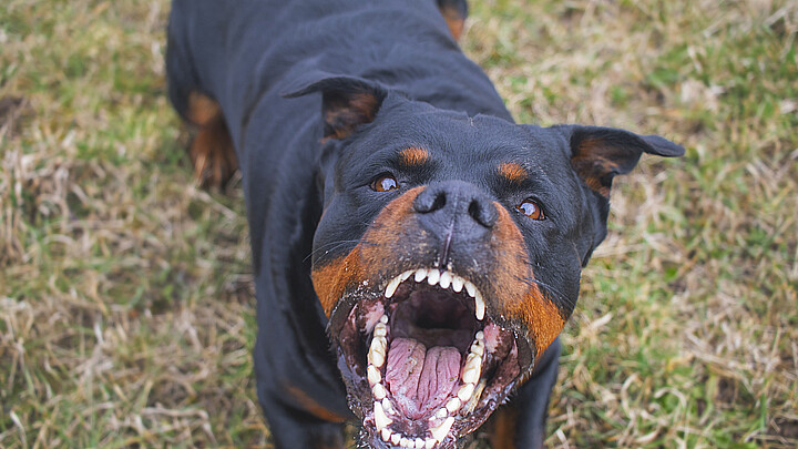 Una mujer fue mutilada hasta la muerte por el perro rottweiler de su hermano