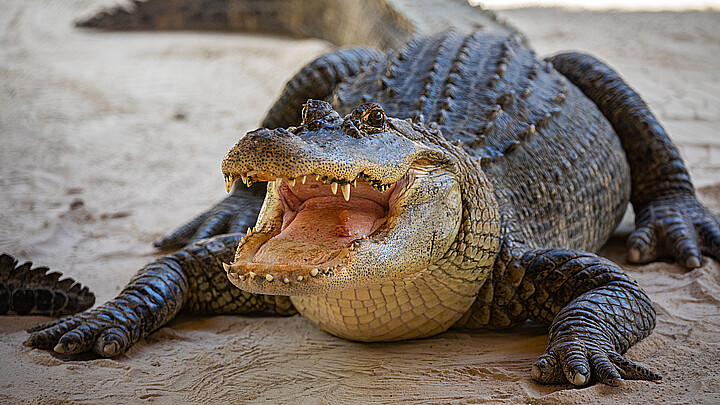 Caiman