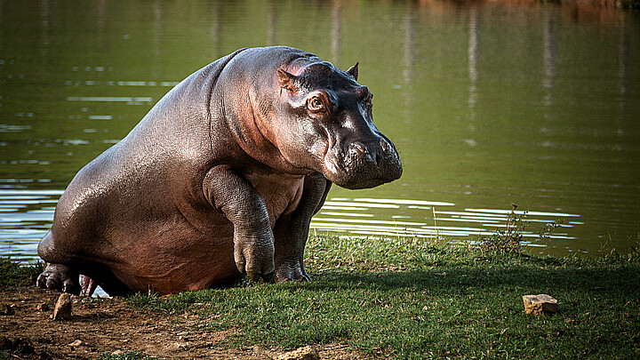 Hipopótamos del narcotraficante Pablo Escobar