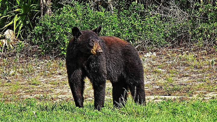 Oso negro en la Florida