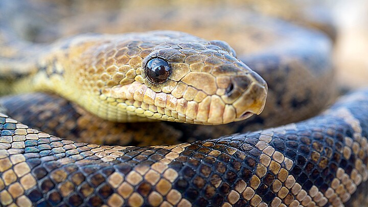 La serpiente Chilabothrus angulifer