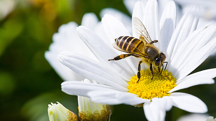 A honeybee pollinates a daisy flower