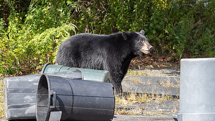 Black Bear