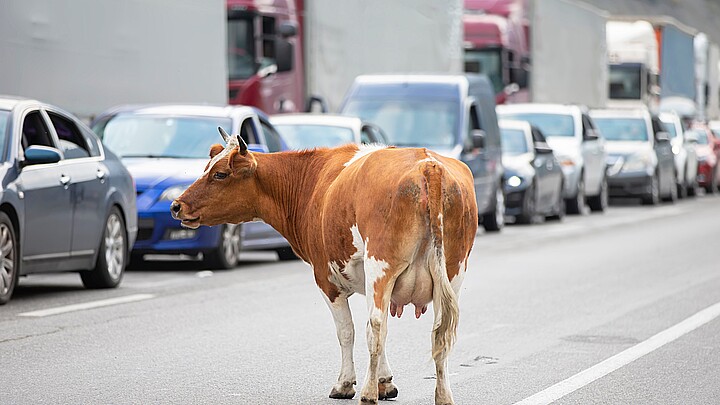 Cow on road