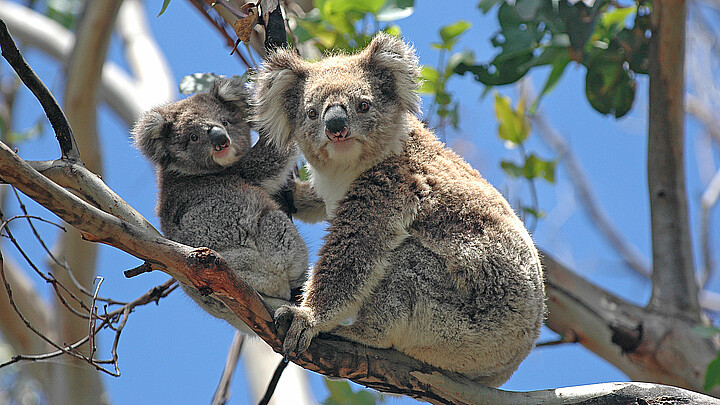 Koala Bears in Australia