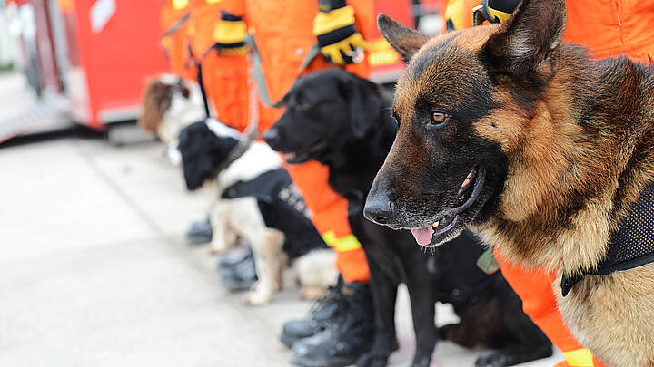 Search dogs 