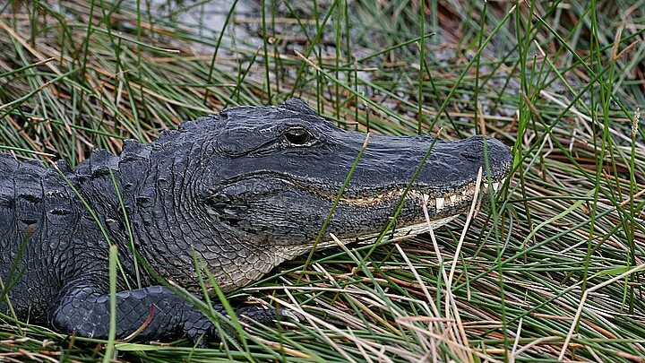 Caimán en el Parque Nacional de los Everglades, en Florida