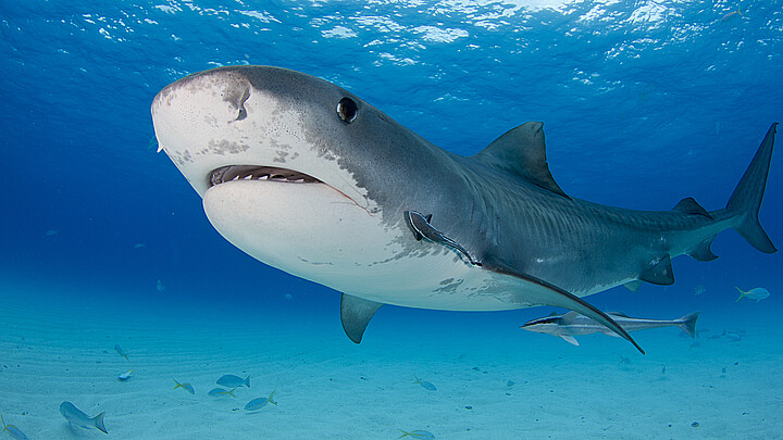 Tiger shark