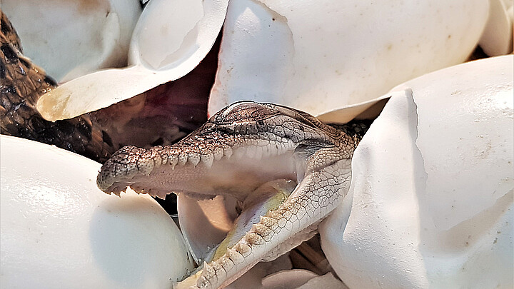 Baby crocodile