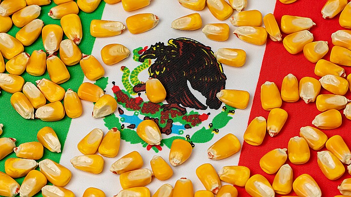 Corn kernels with the background of the Mexican flag