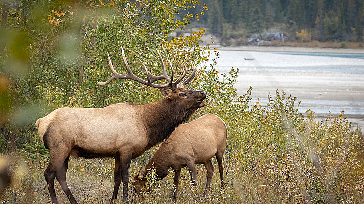 Elk 