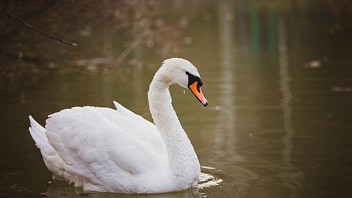 Swan