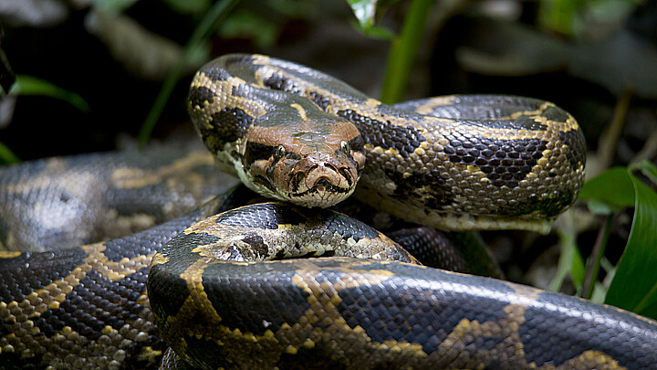 Burmese python