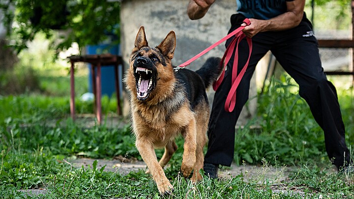 K9