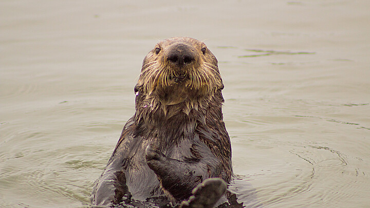 California sea otter