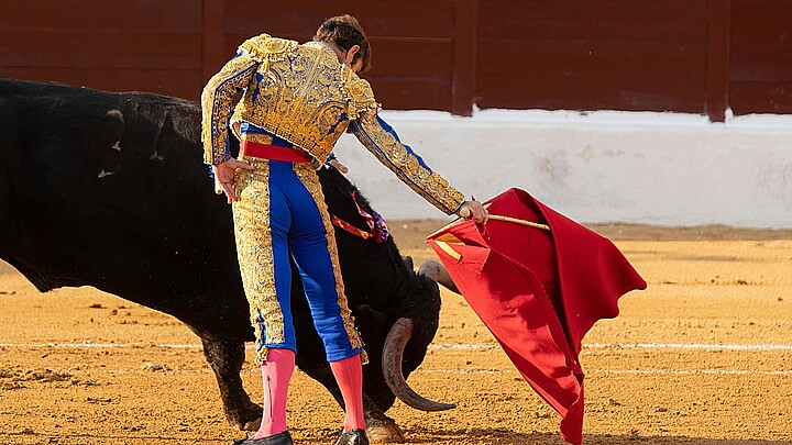 Brave bull fought by a Spanish bullfighter