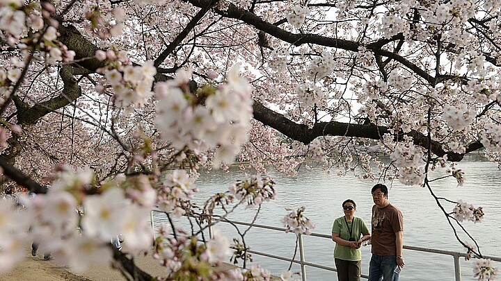 Una pareja observa cerezos florecidos en Washington DC, (EE.UU.). Foto de archivo. 