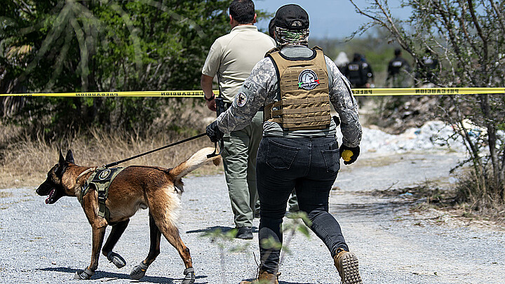 Integrantes de la fiscalía estatal acompañados de binomios caninos trabajan este jueves en la zona donde se localizaron cinco restos humanos en el municipio de Pesquería (México). 