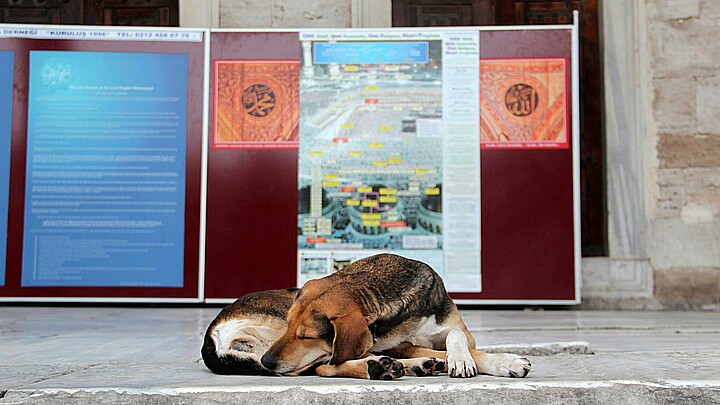 En la imagen de archivo, un perro callejero duerme en el patio de la Mezquita Azul en Estambul. 