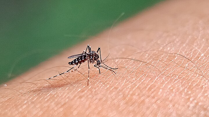 In the United States, dengue is the leading cause of febrile illness among travelers returning from the Caribbean