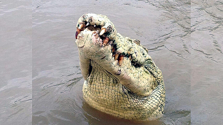 Los cocodrilos de estuario son especies protegidas en Australia 