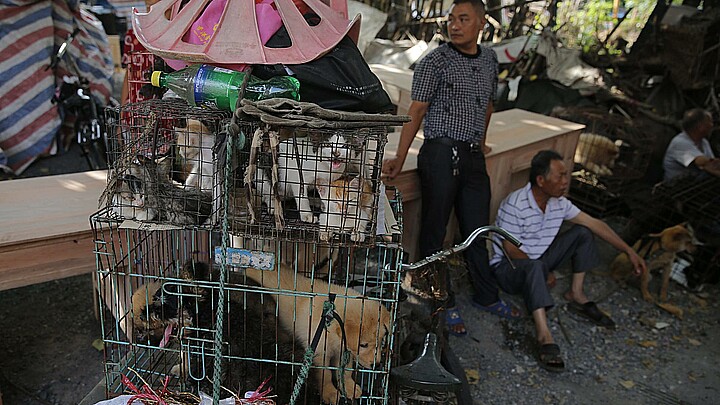 Unos vendedores junto a varios perros y gatos metidos en jaulas en un mercado chino, en una imagen de archivo. 