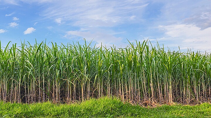 Campo de caña de azúcar se muestra con un cielo azul en el fondo