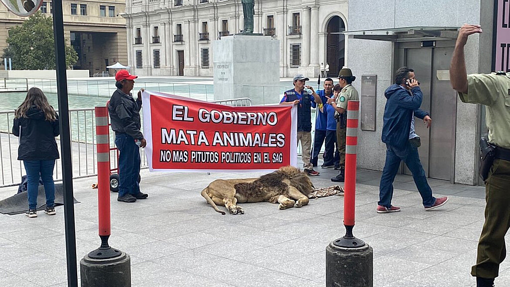 Protestan con un león muerto frente a la sede del Gobierno