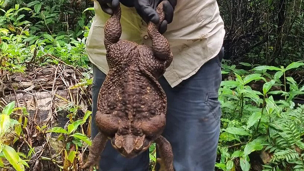 Sapo de caña, también conocido como sapo gigante, que pesa 2,7 kilos