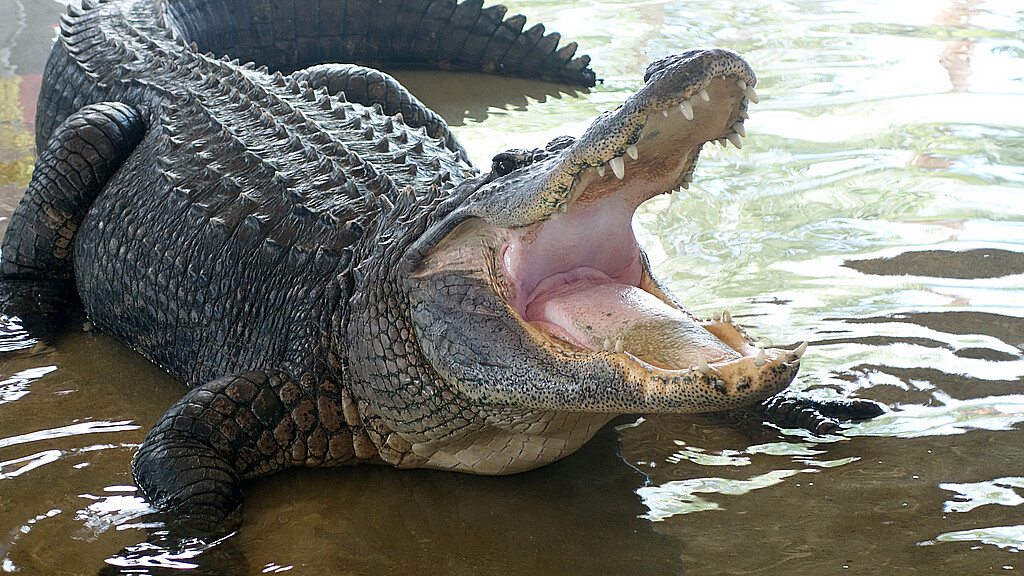Alligator in the Florida Everglades National Park